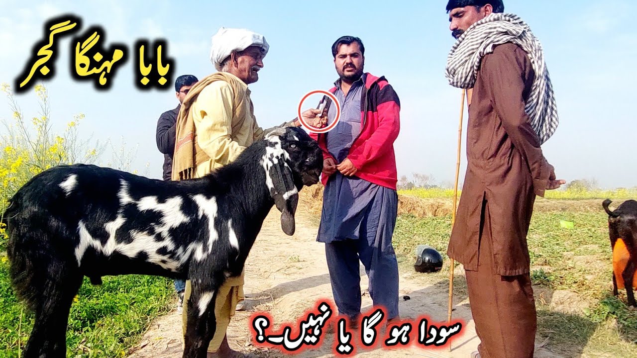 Live Soda-Baba Mehnga Gujjar Of Pakpattan-Bakre Ka Live Soda-Pakpattan Beetal Goats-15 February 2026