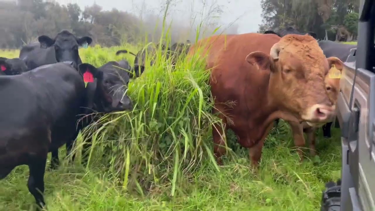 What's it like to be a police officer and rancher in Hawaii?