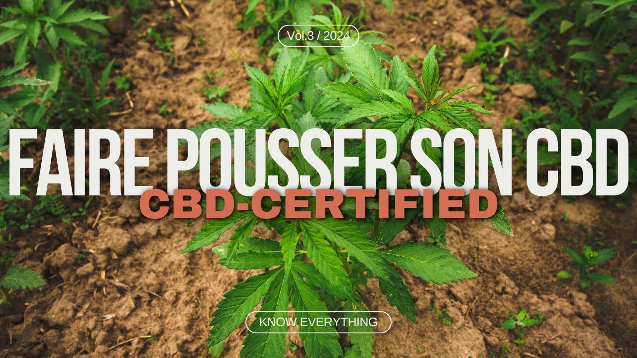 Cultiver du CBD chez Soi : Tout ce que Vous Devez Savoir pour R&eacute;ussir