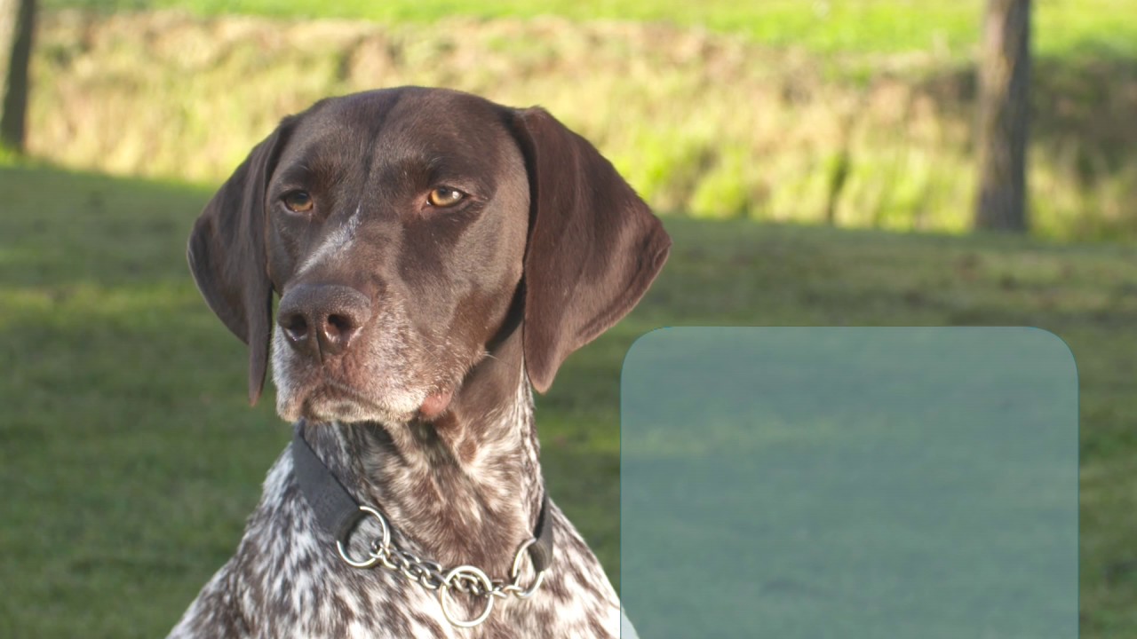 Rashond van de week Duitse Staande