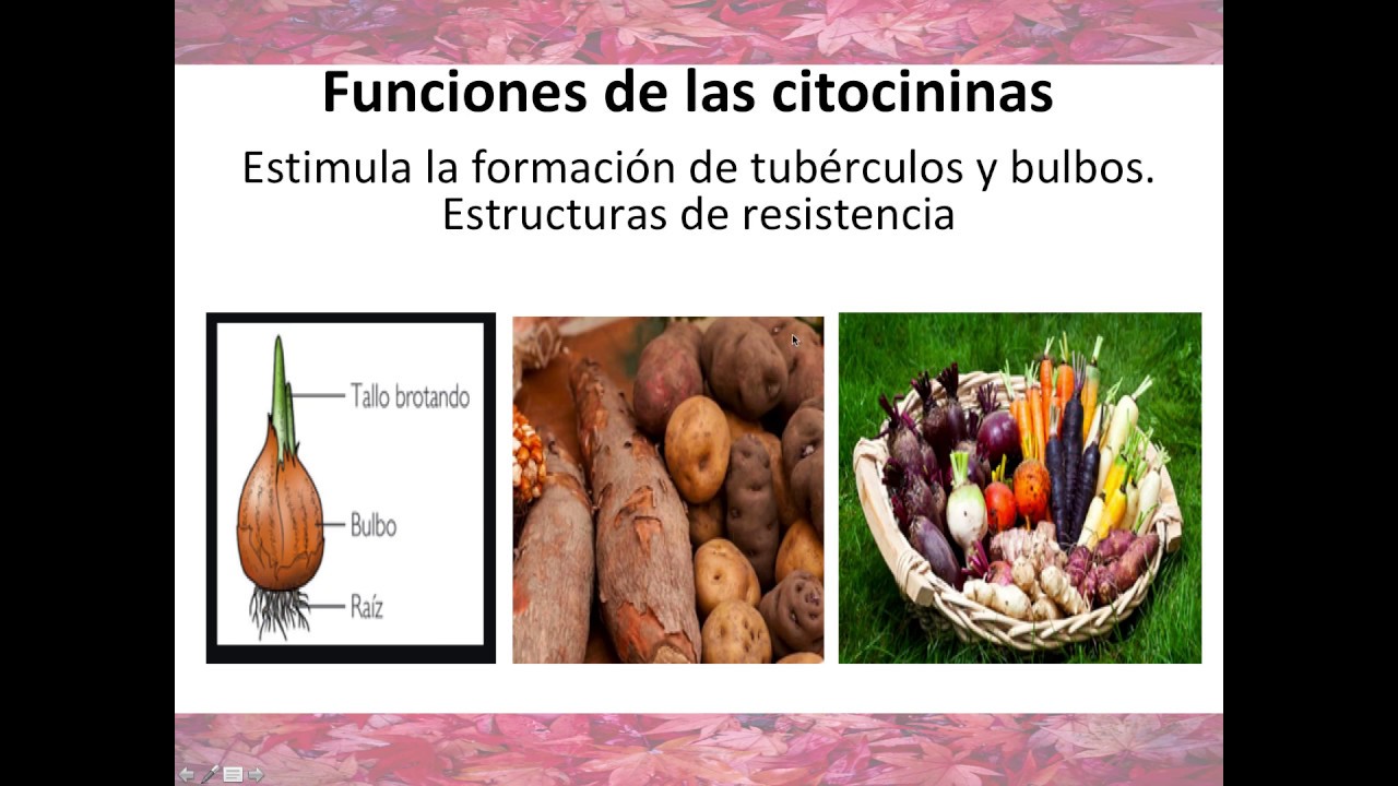 Citocininas. Hormonas vegetales. Cultivo vegetal