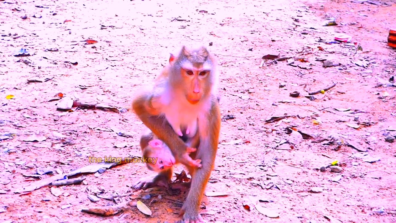 What monkey speak to cute baby LEO