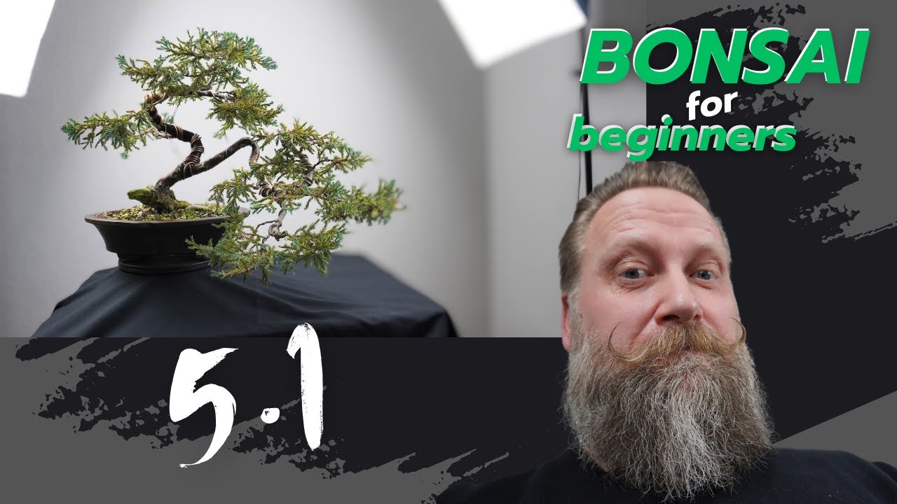 Juniperus communis - weitere Gestaltung | 5.1 Ziel fast erreicht