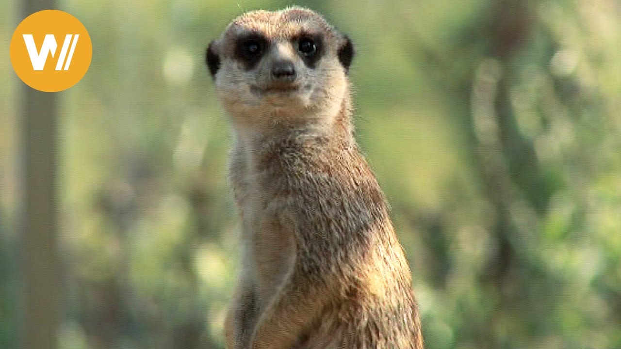 Erdmännchen | Unsere Tierwelt (Kurze Tierdokumentation)