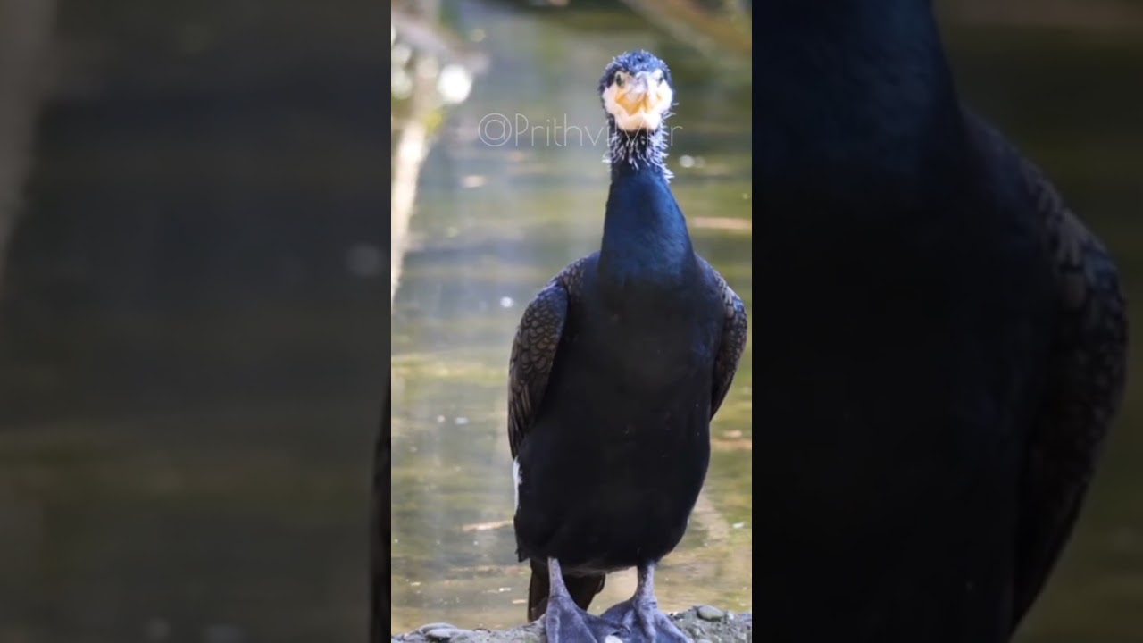 The Birds are in the water #earth #birds #wildlife #nature #birdspecies