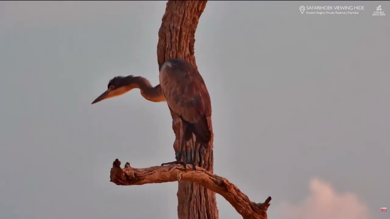 Safarihoek, Wildlife Cam, Namibia 2026/02/04