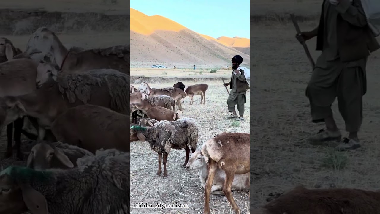 #چوپان #طبیعت_افغانستان #زندگی_روستایی #گوسفندان #افغانستان_زیبا #