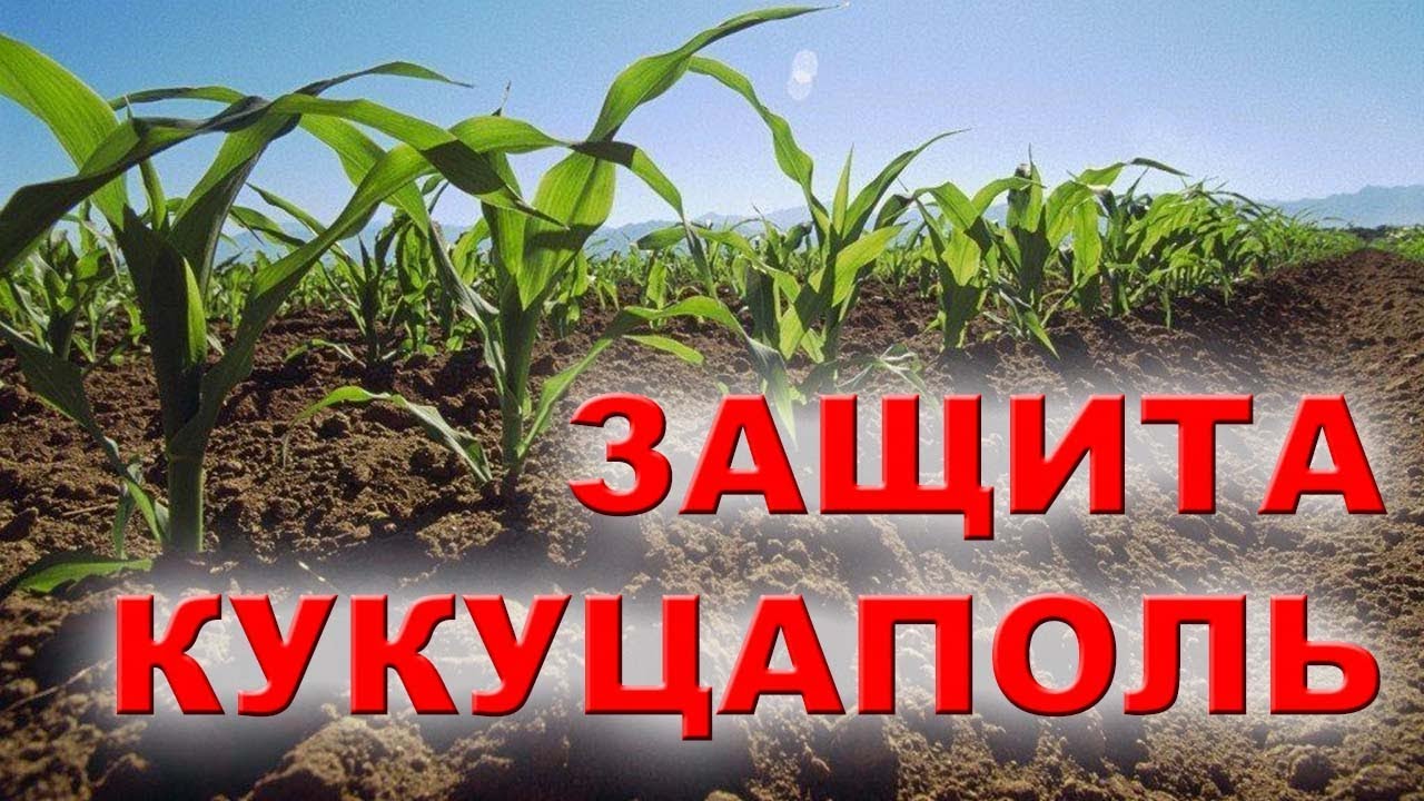 ЧТО НУЖНО ЗНАТЬ ПРИ ВЫБОРЕ ГЕРБИЦИДА НА КУКУРУЗУ ???