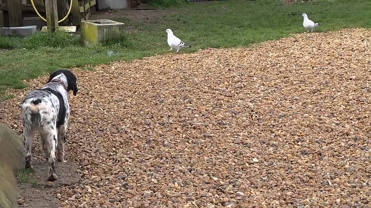 Lilou du Fief des Kallistos et les pigeons!