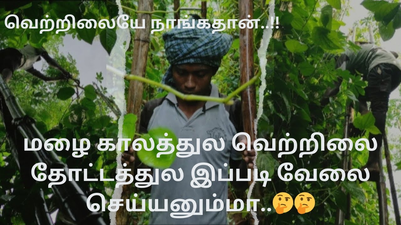 Work done in the betel vine garden during the rainy season|#@Uyir-Anbu#agriculture  #betelleaf