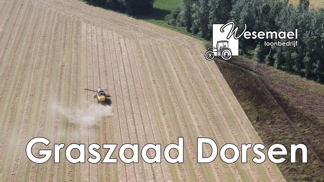 Graszaad Dorsen Juli 2021