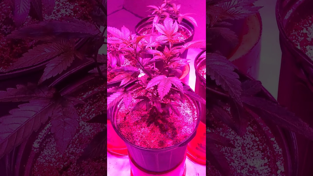 Growing low cost start up for growing marijuana