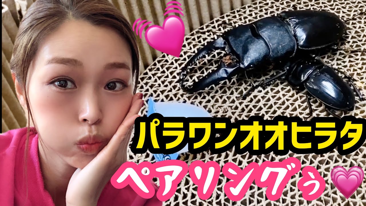 リベンジ‼️パラワンのペアリング（交尾）🌸番長はレディに優しくできるのか!?