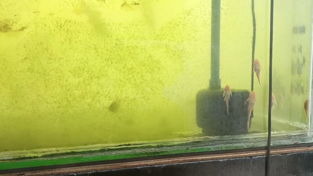 Janitor eats algae #shortsvideo #fyp #satisfying #shorts