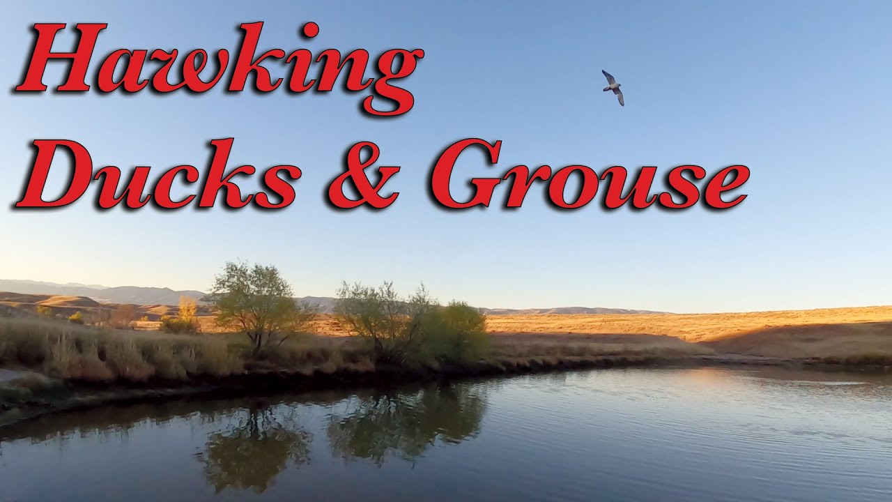 Hawking Ducks & Grouse (10-23-25)