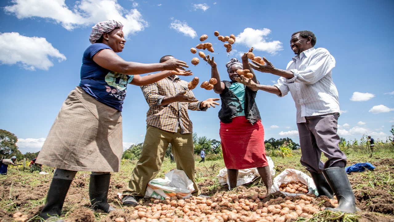 Focus on potato farming in Nyandarua