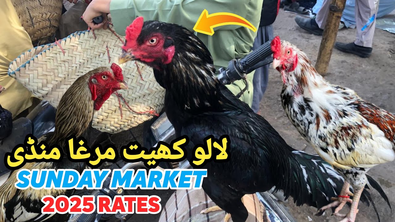 Lalukhet Sunday murga Mandi nayab nasal ka murga 😍lasted rates update #subscribechannel #murgamandi 