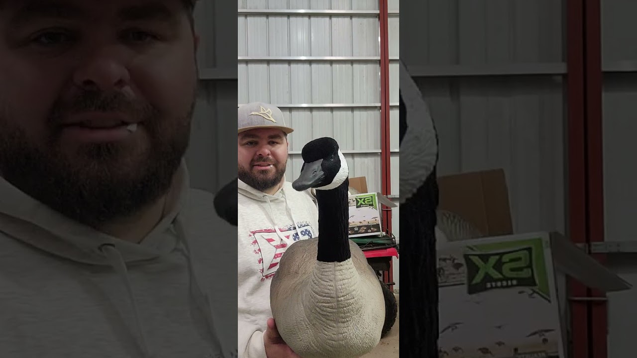 SX Decoys life size Canadian goose decoys! (painted) The last decoy you will need!