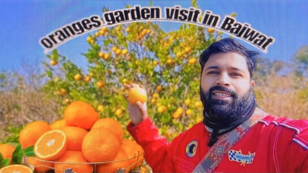 Oranges garden visit in Bajwat #fruit #vlog #dresskliyestadiumayaormarkluta #automobile 