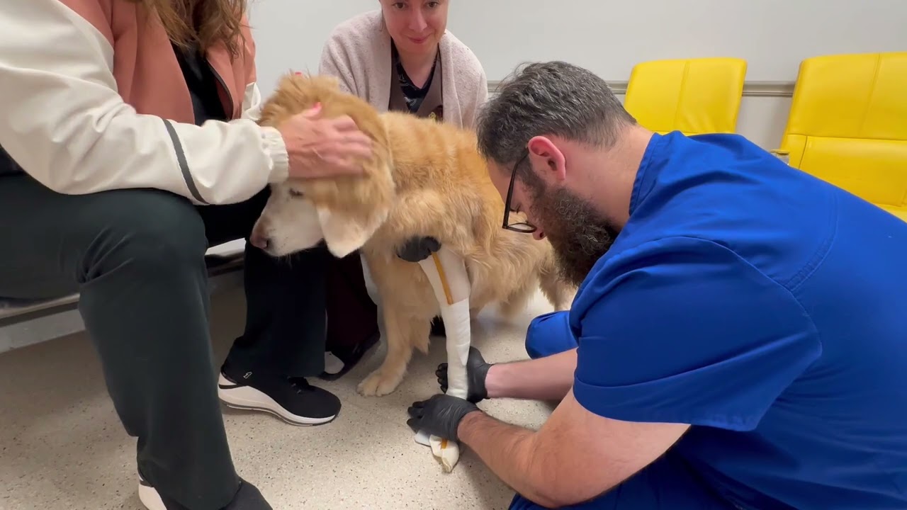 How To Make A Cast For A Carpal Brace From My Pet's Brace