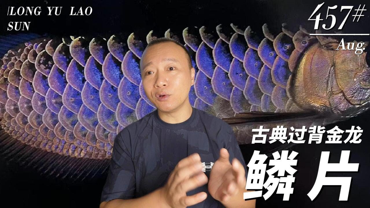 #457 Scales of the Classic Crossback Golden Arowana — Что в этом хорошего?