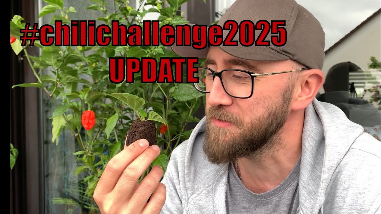 #chilichallenge2025 UPDATE! Ich schneide den KLEINSTEN Steckling der Challenge 💪🏼