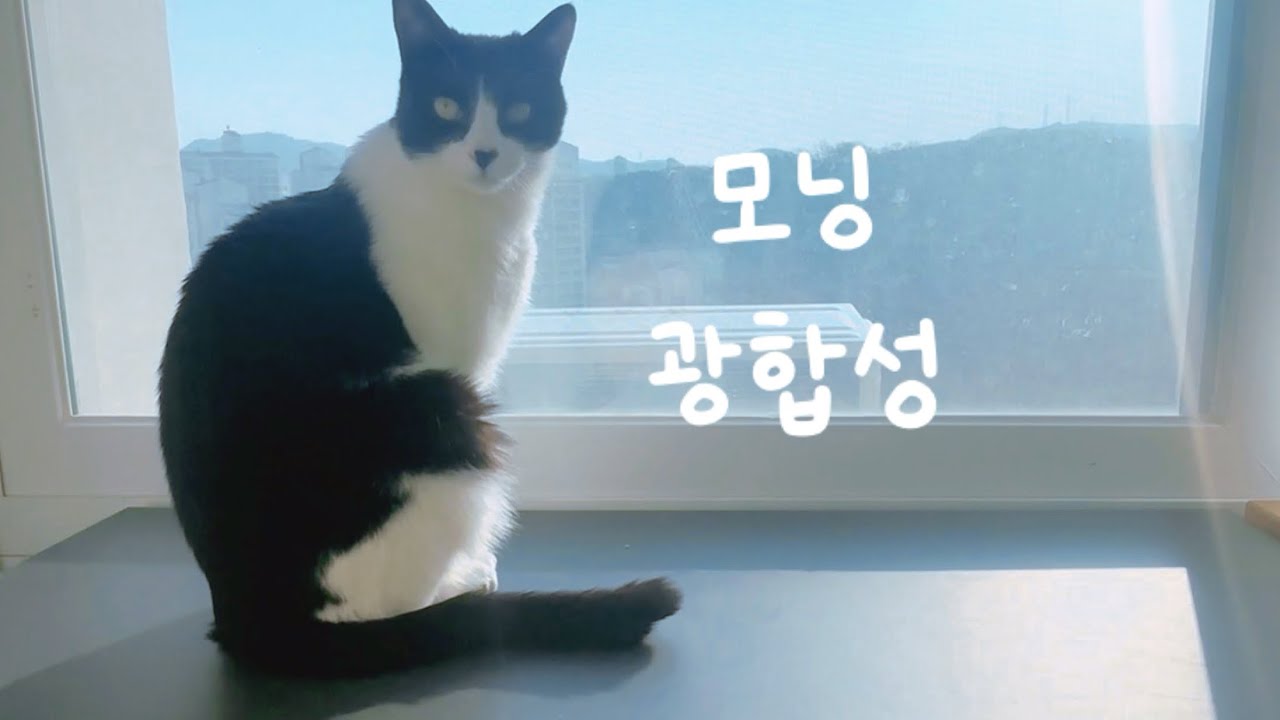 모닝 광합성 하는 고양이