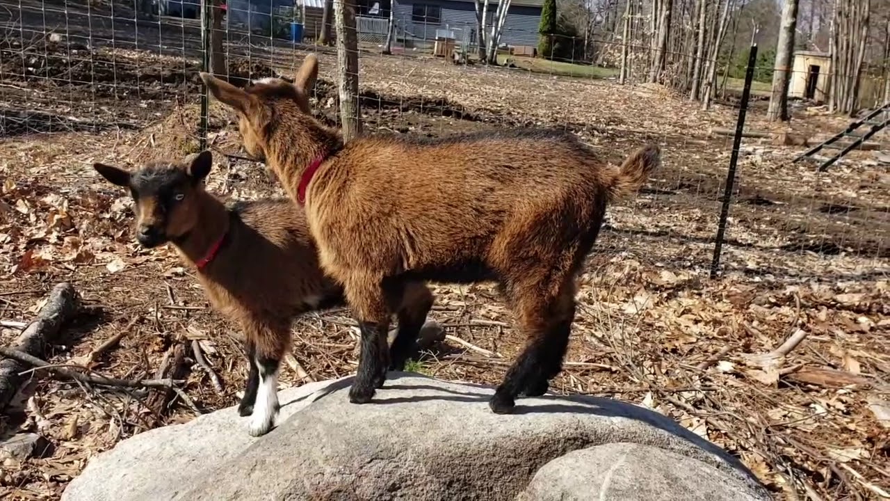 Introducing new baby goats / kids to existing herd /older goats.