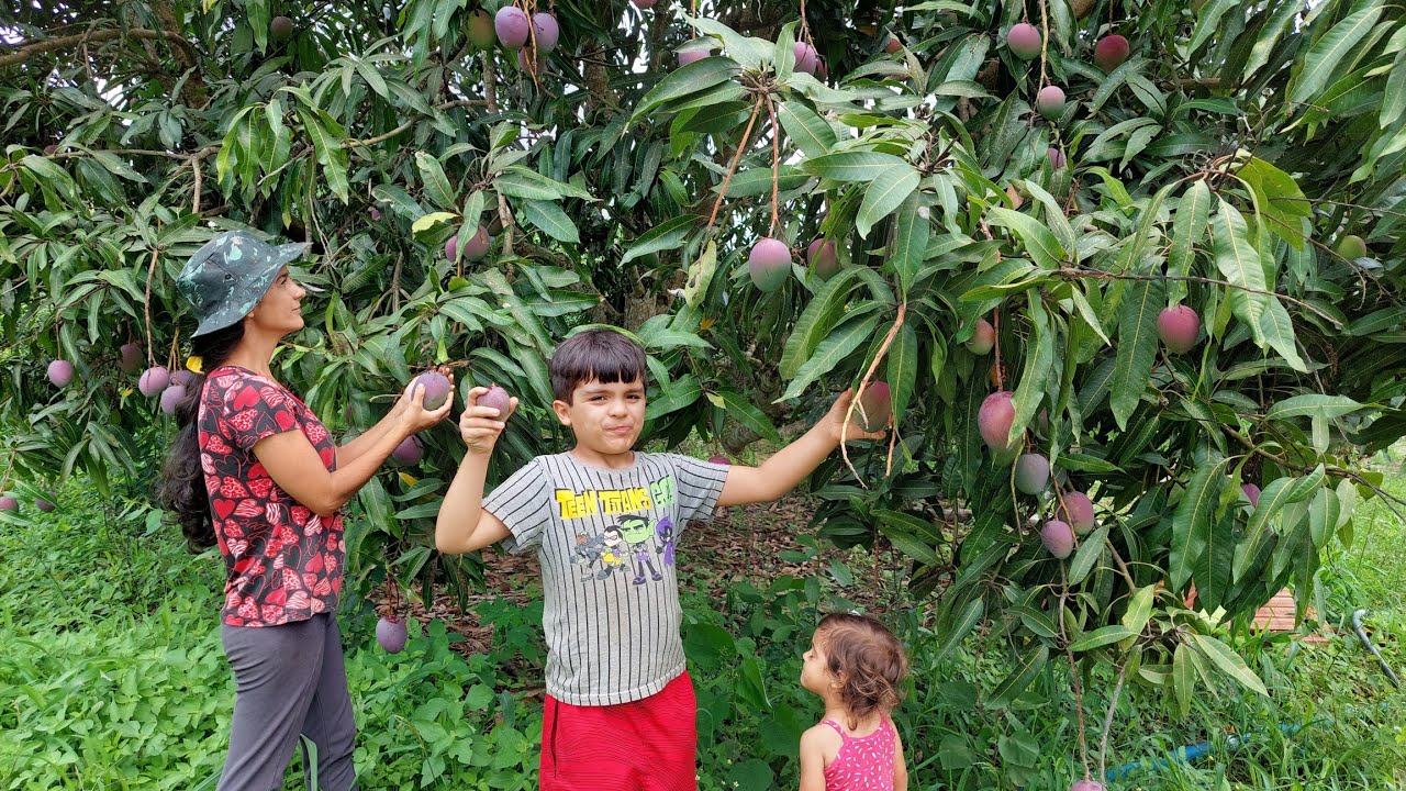 Tour pelas frutiferas do sítio - mais de 36 variedades
