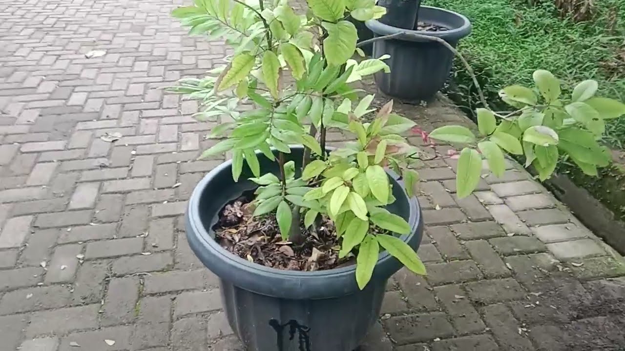 Tabulampot Kelengkeng Matalada pot 60 #kebunzuhdhan #tabulampot #kelengkengmatalada 