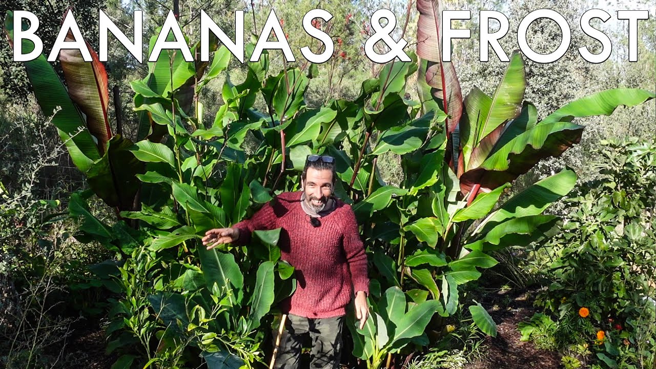 How To GROW BANANAS in cold climates