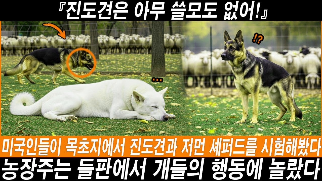 『진도견은 아무 쓸모도 없어!』 미국 목장주가 진도견과 저먼 셰퍼드를 방목 실험한 결과…해외감동사연  #해외반응 #외국반응 #외국인반응 #해외사연 #해외감동사연  #진돗개