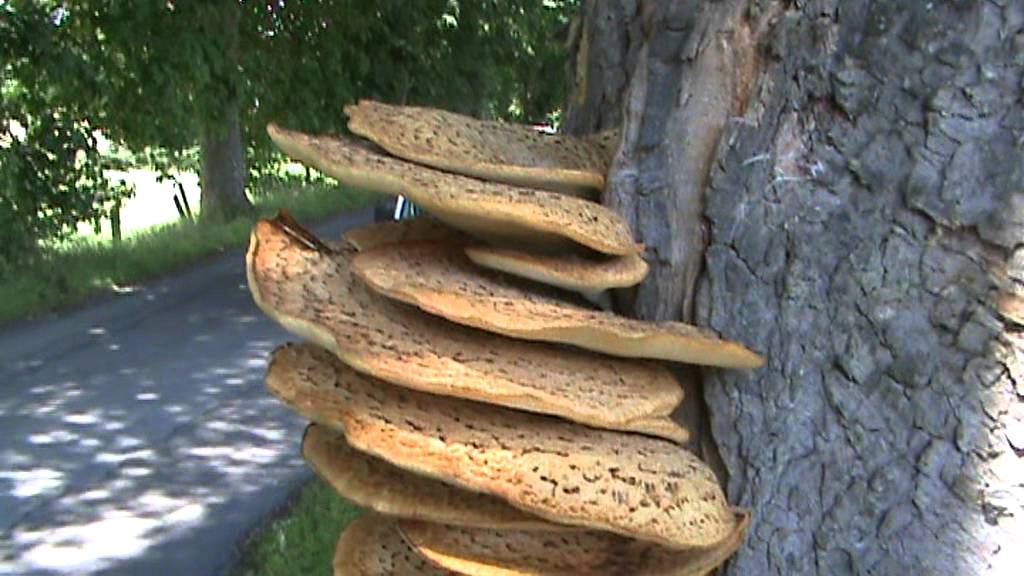 Super Huge Fungus - Dryad's Saddle  (Polyporus squamosus) on a tree