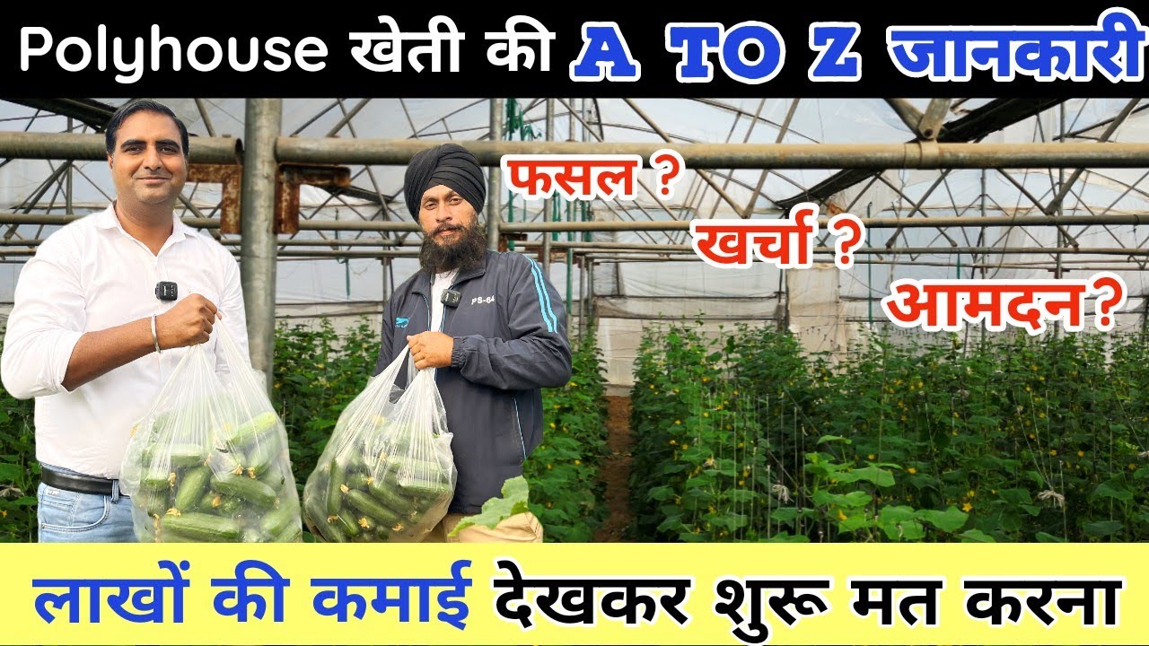 Polyhouse Farming, जुआ या पैसे छापने की मशीन ? #polyhouse #polyhousefarming