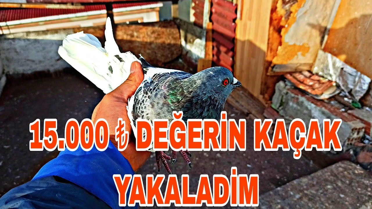 YABANİ KUŞLARİN İÇİNDE KÜÇÜK BİR SERVET DEĞERİNDE KAÇAK YAKALADİM PAKİSTAN KUŞU