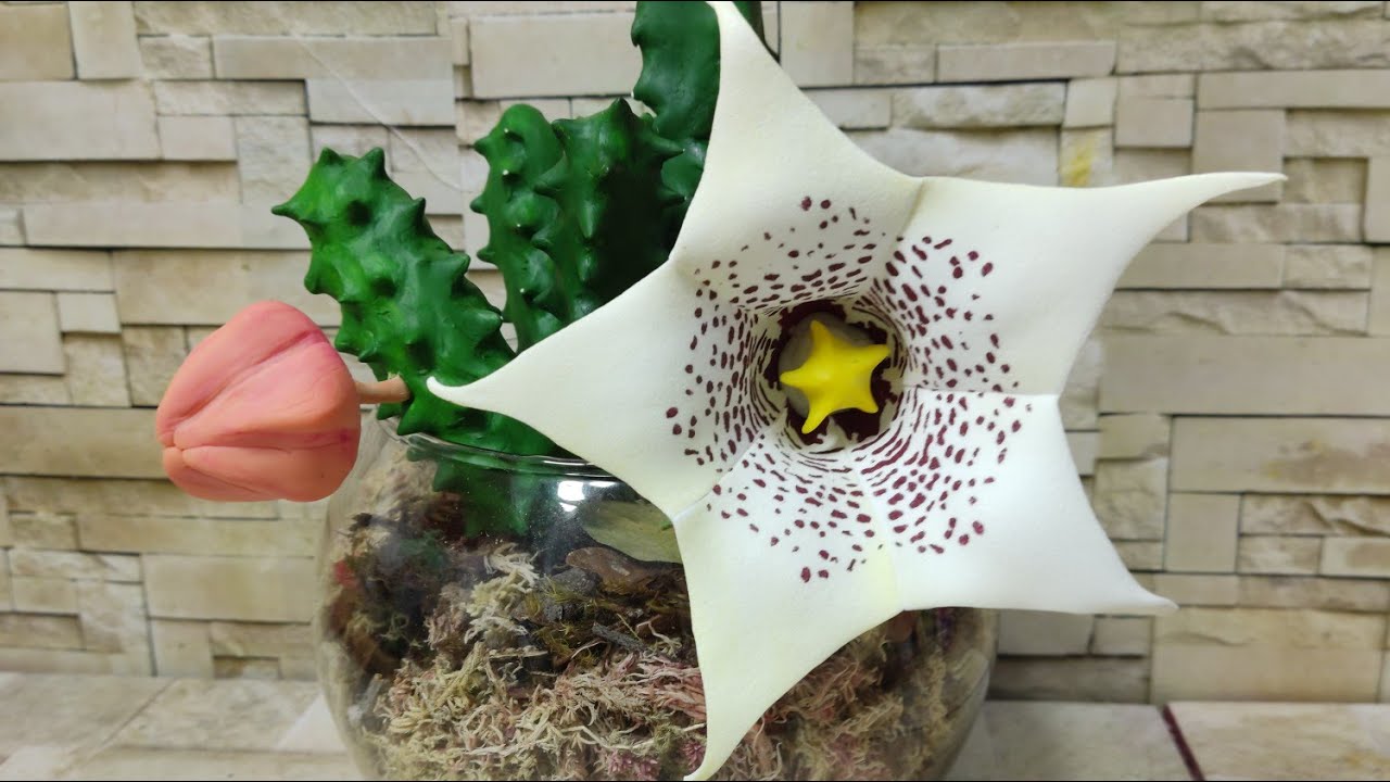 6° Aula huernia Quinta- Curso cacto e suculentas