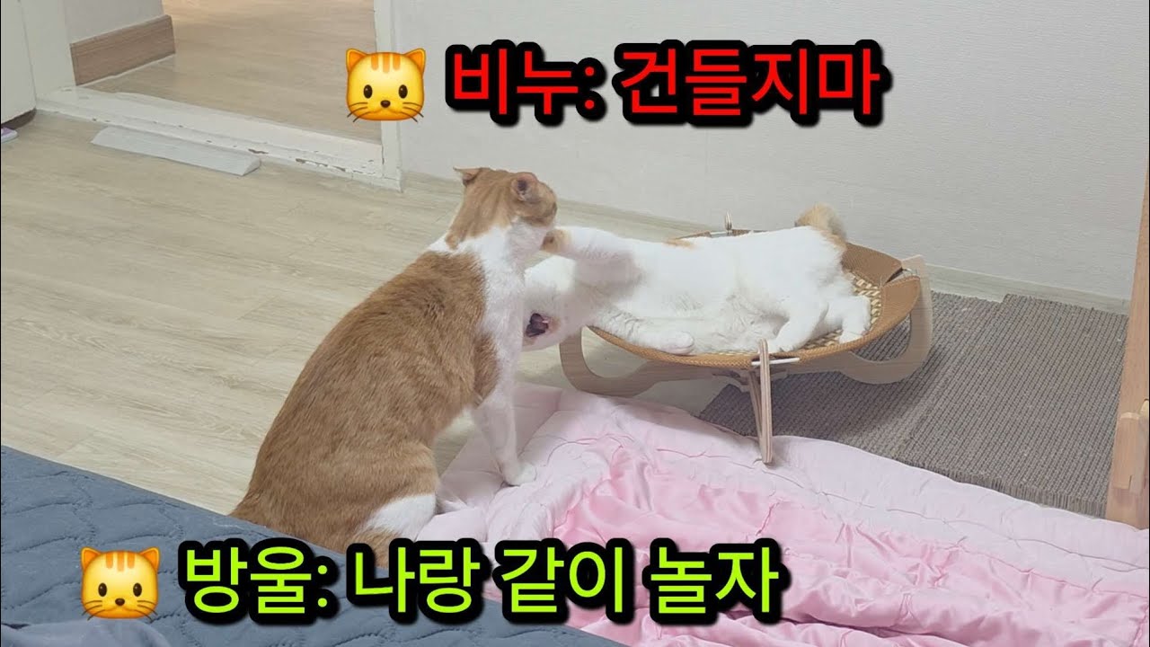 침대를 위한 싸움