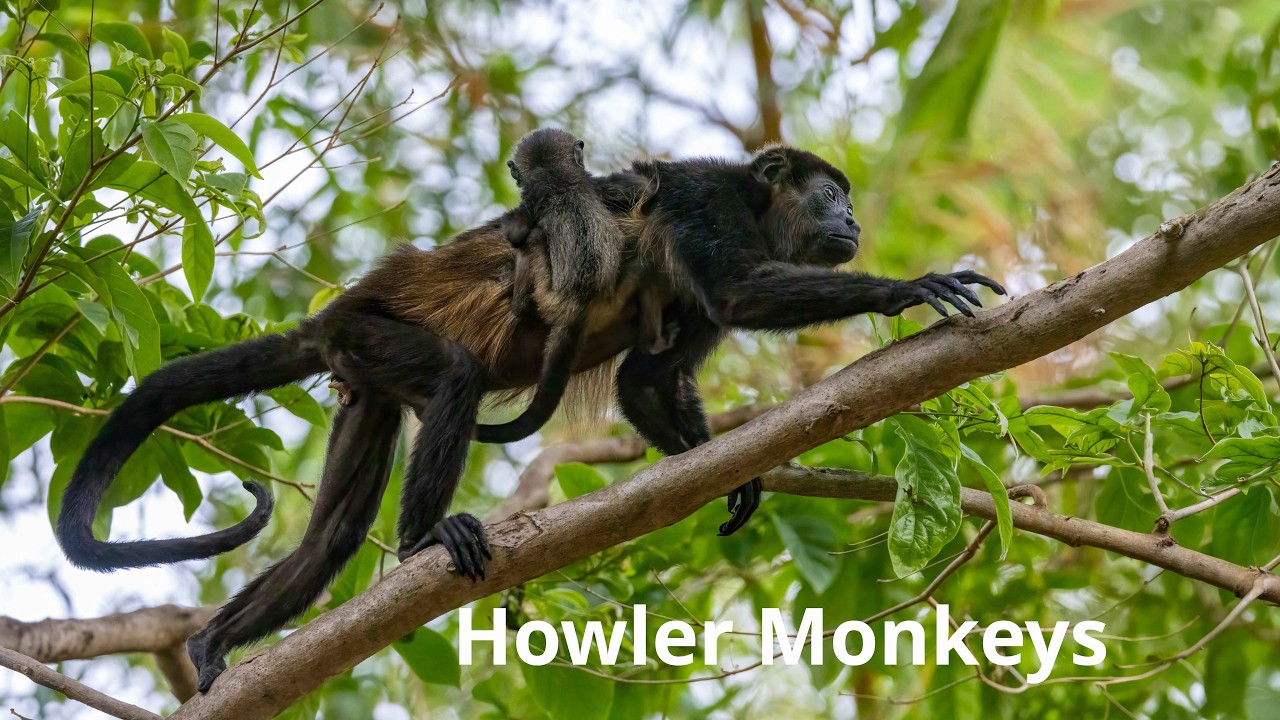 Mantled Howler Monkeys