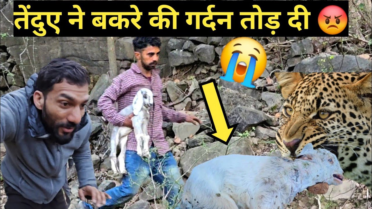 तेंदुए ने बकरे की गर्दन तोड़ दी 😭FOREST NIGHT CAMPING WITH NOMADIC SHEPHERD'S. HIMACHAL PRADES.