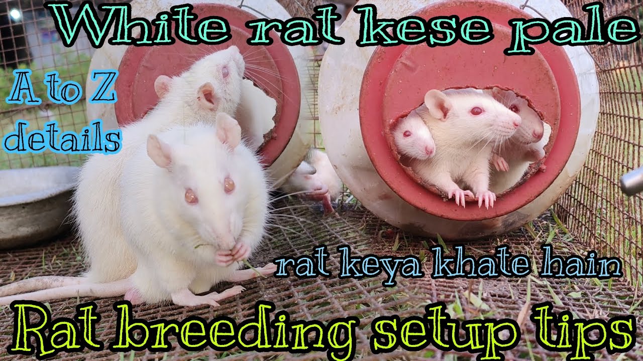white rat kese pale white rat breeding setup tips white rat keya khate hain  rat a to z information