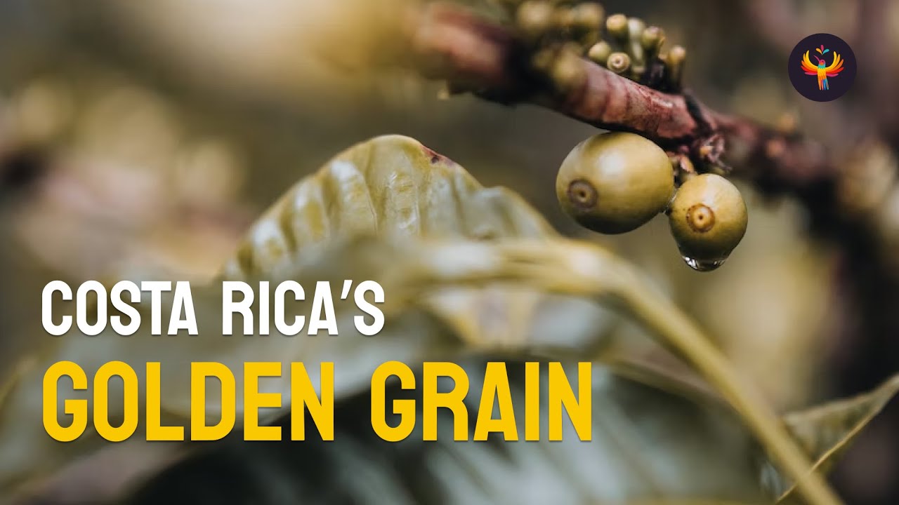 🇨🇷 Costa Rica's Golden Grain: The Coffee That's Taking the World by Storm