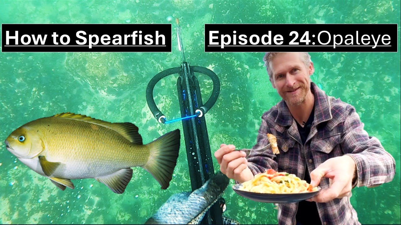 Spearfishing CA for Beginners: Episode 24, OPALEYE