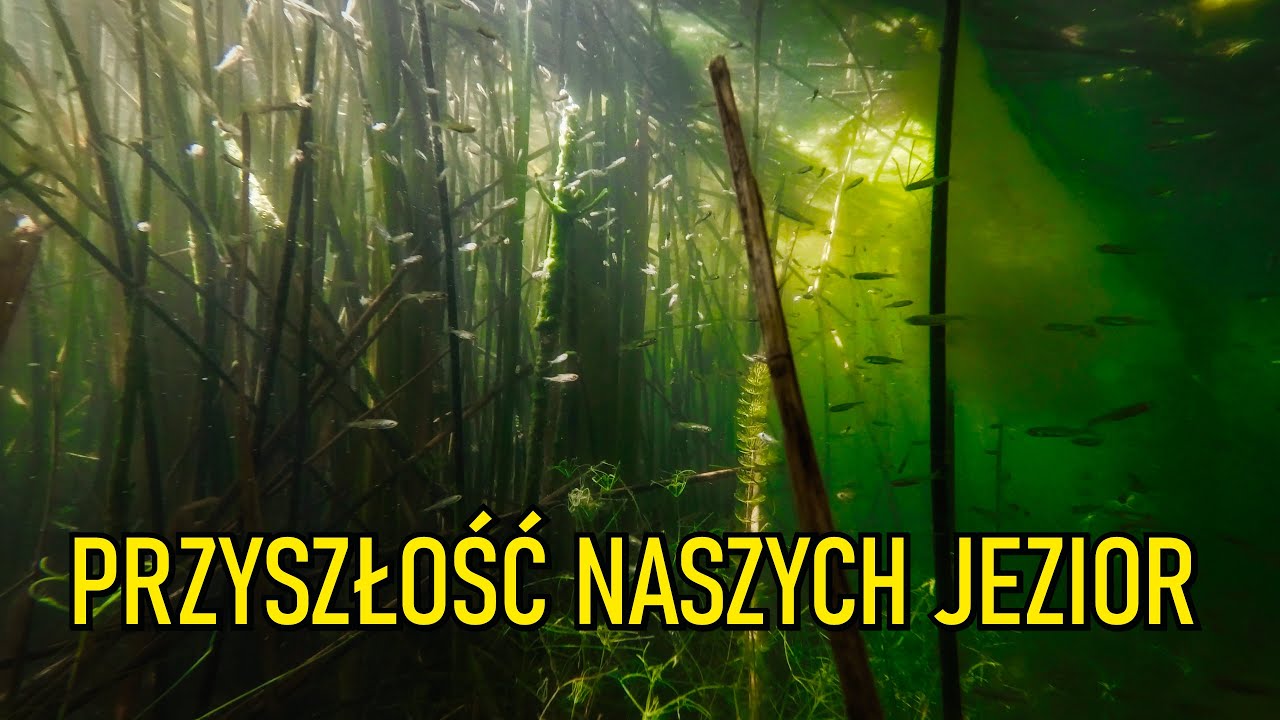 NURKOWANIE SPRZĄTANIE JEZIORA W BARLINKU 24.06.2023