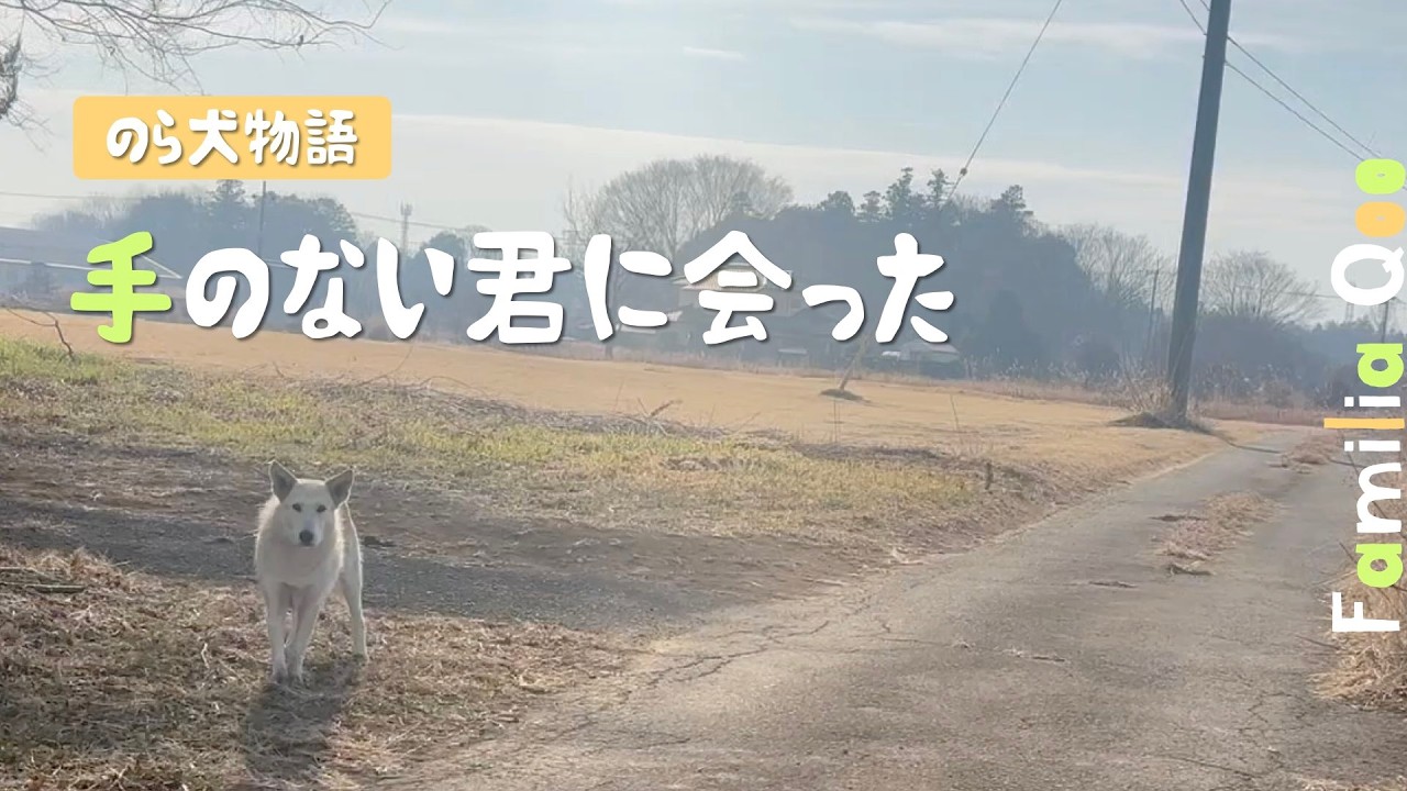 手のない君に会った日【M.ダックスと近所ののら犬】