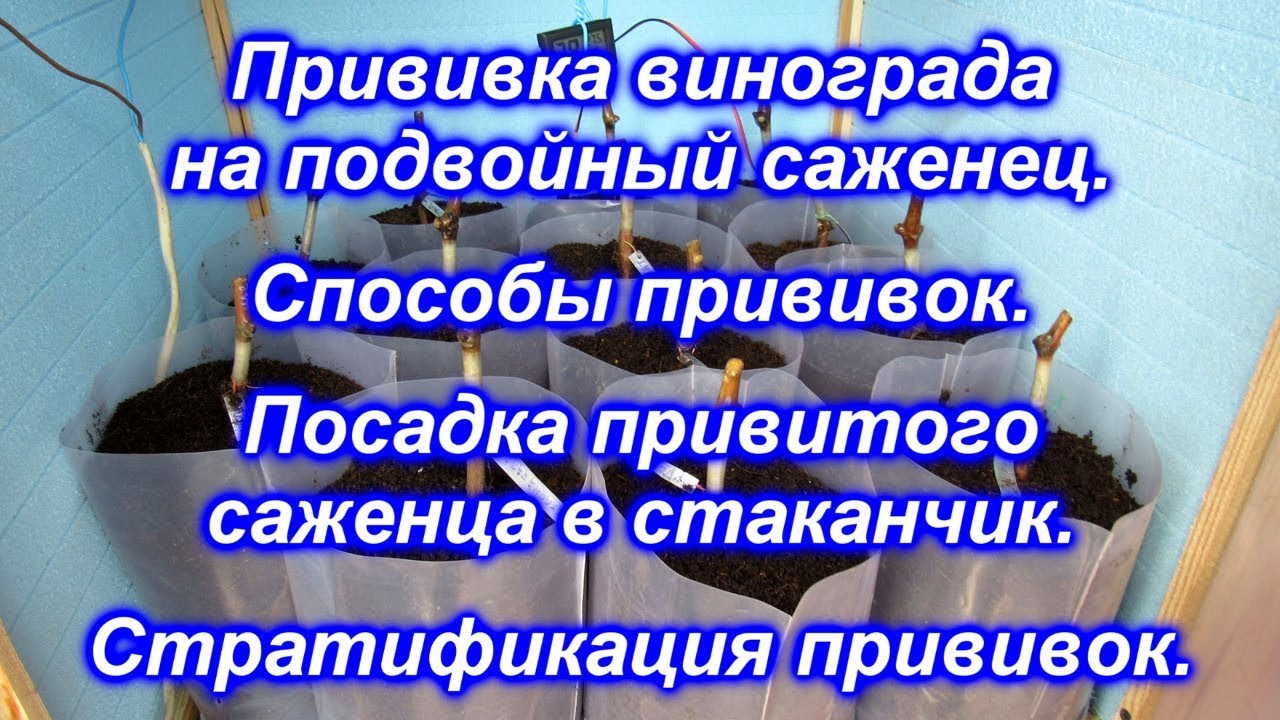 Прививка винограда на подвойный саженец. Стратификация прививок.