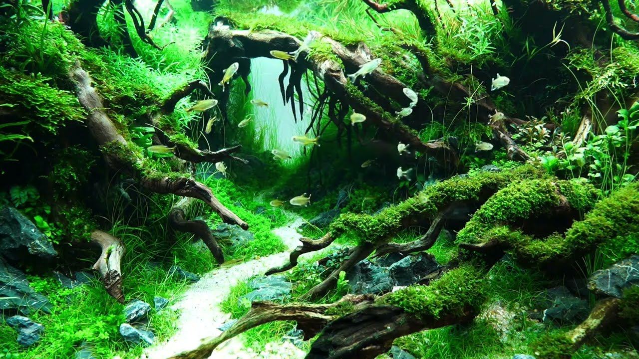 My 2024 Aquascaping 