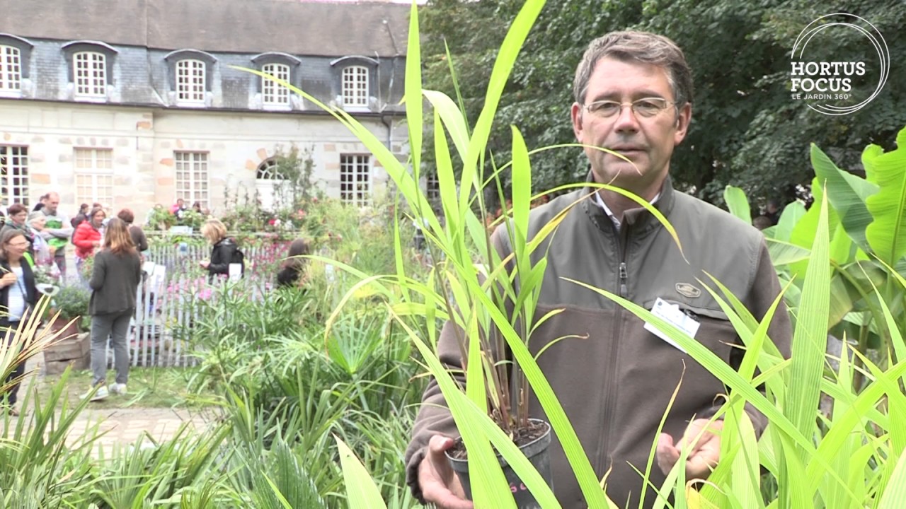 Conseil d'experts : Cultiver le Setaria palmifolia