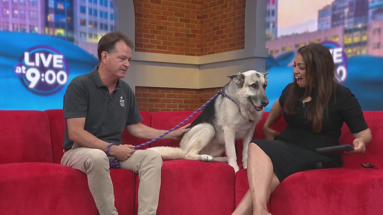 Meet Esther: This Sweet German Shepherd Needs a Home