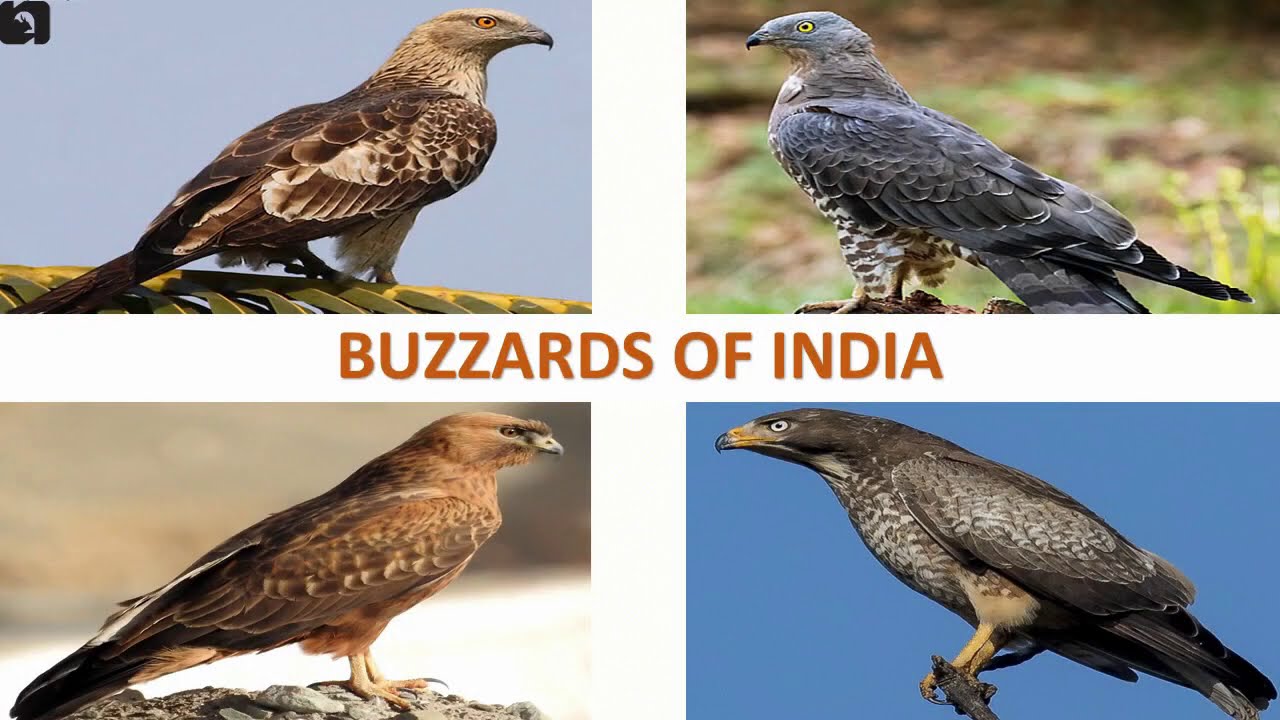 Buzzards of India 🇮🇳 | Raptors | Indian Birds