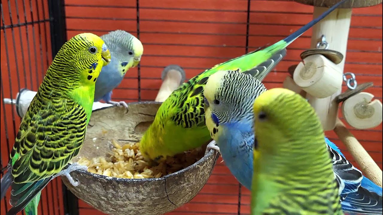 7 hours of budgie sounds